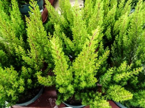 Monterey cypress plant close up Stock Photos