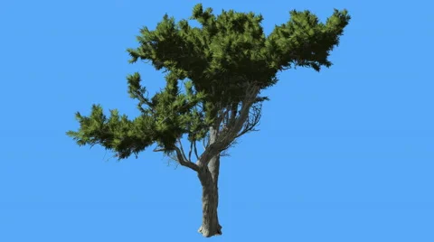 Monterey Cypress Small Curved Tree Green Crown Coniferous Evergreen Tree is Stock Footage 60118653