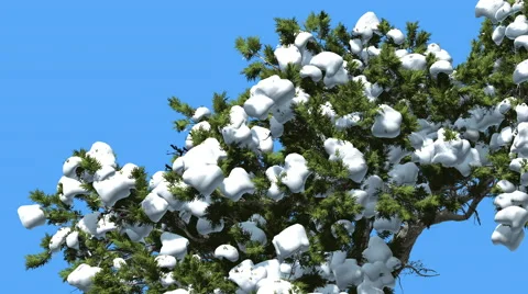 Monterey Cypress Top of Tree Much Snow on a Crown Coniferous Evergreen Tree is Stock Footage 60140822
