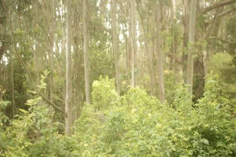 Monterey Forest 1 스톡 사진