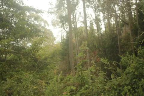 Monterey Forest 2 스톡 사진