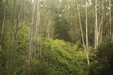 Monterey Forest 3 스톡 사진