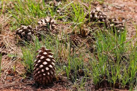 Monterey Pine Pinecones On Meadow Grass (Pinus radiata) Stock Photos