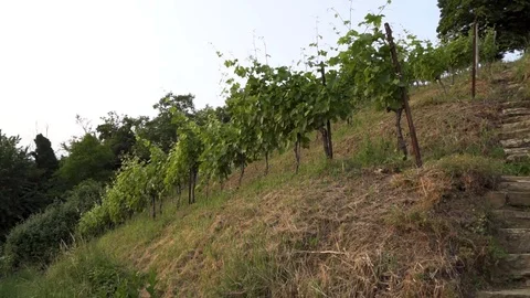 Montevecchia vineyard sunset italy wine red Stock Footage 90839456