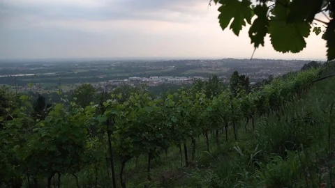 Montevecchia vineyard sunset italy wine red hight Stock Footage 90839571