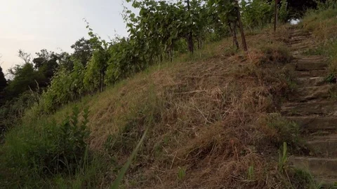 Montevecchia vineyard sunset italy wine red Stock Footage 90839606