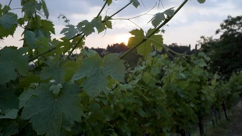 Montevecchia vineyard sunset italy wine red Stock Footage 90839626