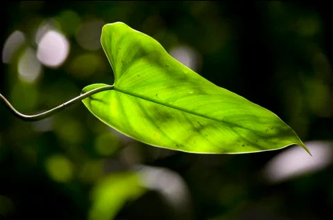 Monteverde Cloud Forest flora Stockfoto's
