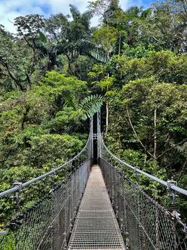 Monteverde Cloud Forest Reserve, hanging, suspended bridge, treetop canopy .. Foto stock
