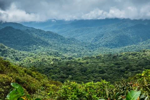 Monteverde Cloud Forest Reserve Stock Photos