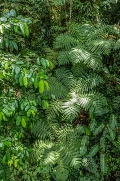 Monteverde Cloud Forest Reserve Foto stock