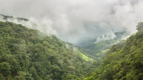 Monteverde Cloud Forest Time Lapse Stock Footage 81929165