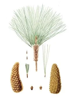 Montezuma pine, Pinus montezumae, Rough-branched Mexican pine, tree, digitally Stock Illustration