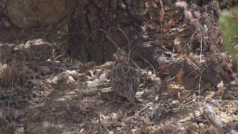 Montezuma Quail Stock-Footage 78547573