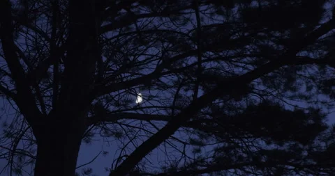 Month in Night Sky. Moon between Tree Branches in Forest. Pine Silhouette 動画素材 134332182