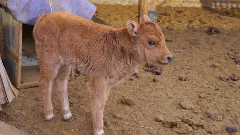 A month-old calf stands in a cold barn and shivers from the cold Stock Footage 166823465