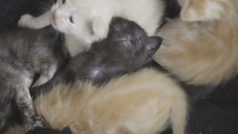 Month-old kittens of different colors playing, black cat yawns Stock Footage 143293394