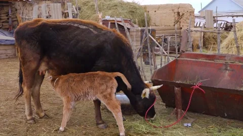 A month-old orange calf drinks milk from the udder, the cow is eating grass Stock Footage 166823652