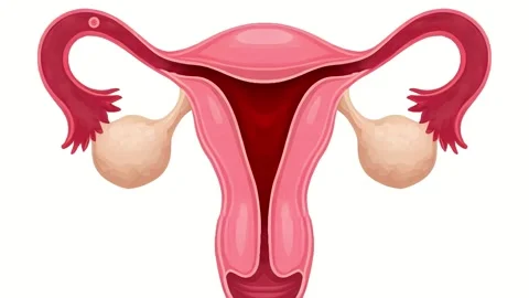 Monthly Menstrual Cycle - Egg Release and Shedding Process Stock Footage 317145399