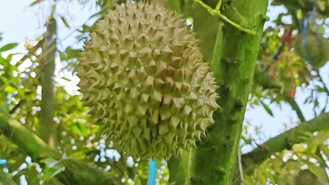 Monthong durian fruit growing on a tree in the orchard. Stock Footage 340716081