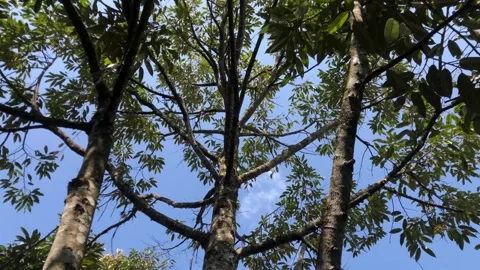 Monthong durian tree. Stock Footage 240691473
