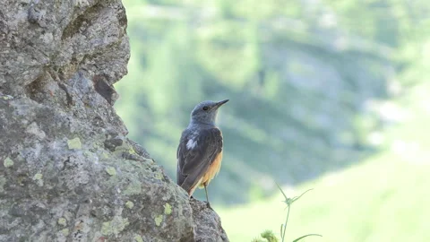 Monticola saxatilis, redstart codirossone Stock-Footage 280856602
