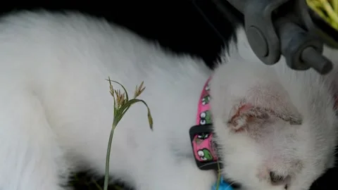 Montir cat Stock Footage 236813775