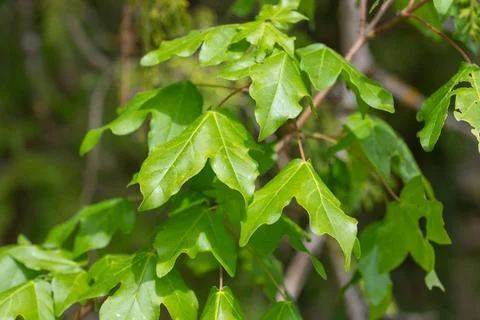 Montpellier maple tree branches with vibrant green leaves 스톡 사진