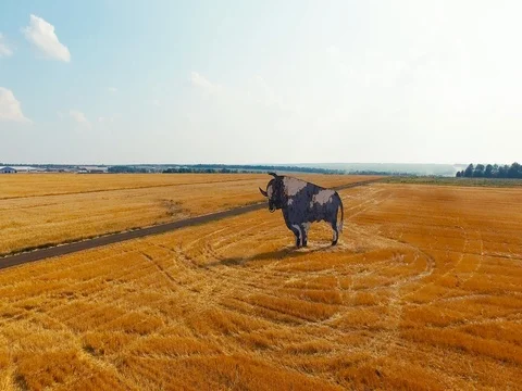 Monument, bull in the field Stock Footage 73458972