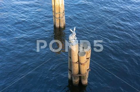 Monument the Bunny who escaped from the flood a sculpture in Saint-Petersburg Stock Photos