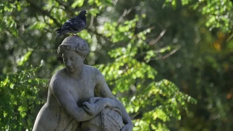 Monument with pigeon on its head in the park autumn Video stock 80987852