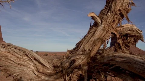 Monument valley view from a dead tree Stock Footage 101041621