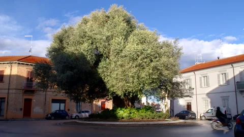 Monumental Ancient Olive Tree in Rimini square, Wide Establishing Shot Stock Footage 346112884
