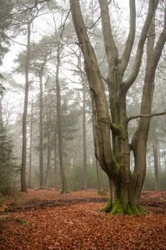 Monumental beech tree stem in the woods Foto stock