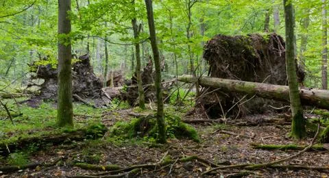 Monumental broken trees lying Foto stock