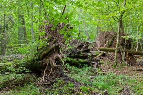 Monumental broken trees lying Stock Photos