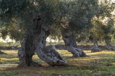 Monumental olive trees Stock Photos