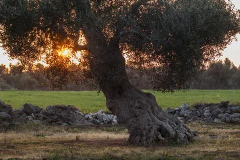 Monumental olive trees Stock Photos