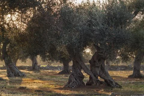 Monumental olive trees Stock Photos