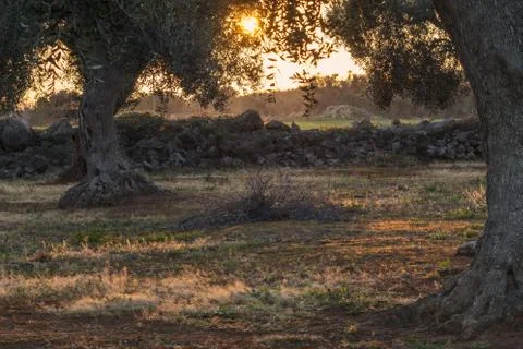 Monumental olive trees Stock Photos