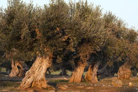 Monumental olive trees Stock Photos