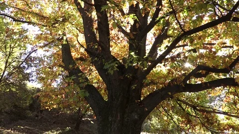 Monumental tree in autumn - 4k Video stock 69813705