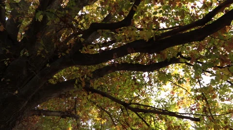 Monumental Tree Branches in Autumn Video stock 68986594
