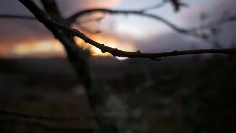 Monutain sunset winter branch drop of water. 2 Stock Footage 78633395