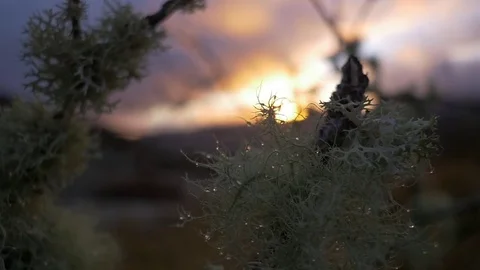 Monutain sunset winter branch drop of water. Stock Footage 78633946
