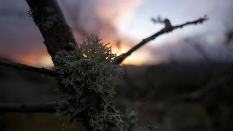 Monutain sunset winter branch2 Stock Footage 78633870