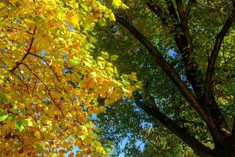 The Monza park at October 스톡 사진