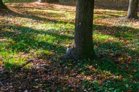The Monza park at October: a squirrel Photos