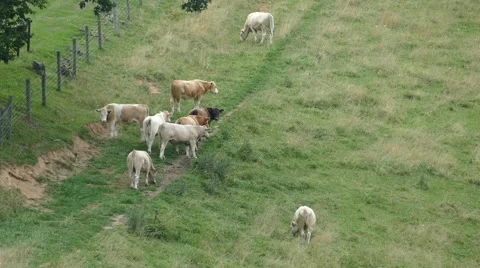 Moo Poo Stock Footage 53278864