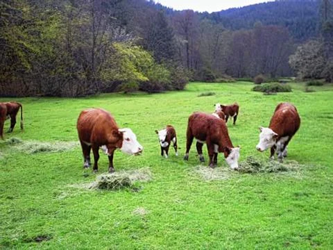 MooCows Stock Photos